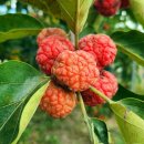 아산농장 이미지