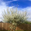 Plum Blossom 이미지
