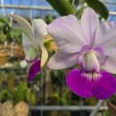 Cattleya walkeriana flamea ('KS select' × 'PA-6') 이미지