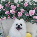 코코펫살롱&호텔 이미지