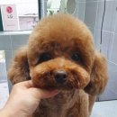 은마로동물병원 이미지