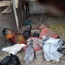 성조농장 이미지