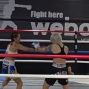 버팔로 복싱 이미지