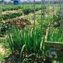 강서2통 이미지