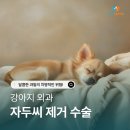 자두씨 | 안성 강아지 이물섭취 자두씨 수술 제거 후기