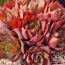 양진농장 이미지