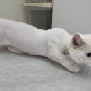 고양이 미용실 안냥 이미지