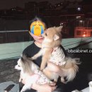 미트포레 이미지