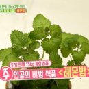레몬밤