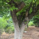 느티나무2농장 이미지