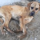 제천동물보호센터 이미지