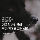 아이펫 동물병원 이미지
