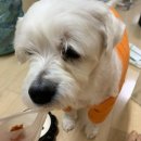 바브로(babro) 이미지