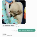 와우펫마트 | 와우펫마트 강아지 분양후기🐶❤️