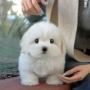 야은로-15 | 구미강아지분양 미유펫 말티푸