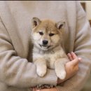 시바스럽 이미지