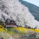 섬진강 벚꽃길: 봄바람 실은 낭만 가득한 드라이브 이미지