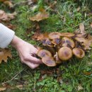 하얀버섯 이미지