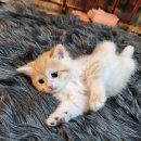 쿤이수염 이미지