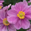 황금개구리 | 문신 이규보》의 설화 「文臣 李奎報」 無蛙不入之 (무와불입지) : 개구리가 없으면 들어가지 못한다