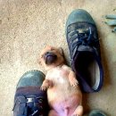 땡칠이네 이미지