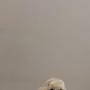 뚜뚜멍멍 이미지