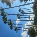 제주 한림 서부농업기술센터 꽃밭 이미지