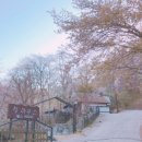 시골막국수와 닭개장 이미지