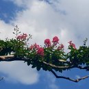 고목나무 이미지