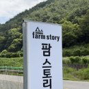 힐링스토리 - 금천구 | 청도 애견 동반 글램핑 추천! 자연 속 힐링 가능한 팜스토리 글램핑 후기🐶