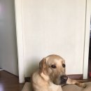 진지하개 이미지