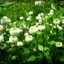 화이트클로버(WHITE CLOVER)