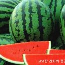 더달콤한과일 이미지
