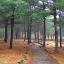 현충원 산책길 이미지