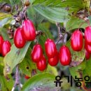 이명은 농장 이미지