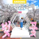 탈춤공연장 옆 | 안동벚꽃축제 실시간 후기 지금 꼭 가야하는 벚꽃길 포토존 주차 총정리(2026.4.5)