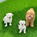 요리조리유치원 이미지