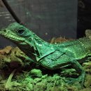 재림빌딩 앞 | 공룡시대의 막을 열었습니다! 셀레벤시스 세일핀 리자드, 술라웨시 워터스킨크, 타님바 블루텅 입고 소식~!