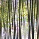 담양죽녹원국수 이미지