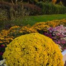 야생화단지 | 인천 드림파크 야생화단지 국화꽃축제 방문후기 볼거리 먹거리 가득