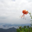참나리 이미지
