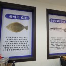 싱싱회수산최강물회