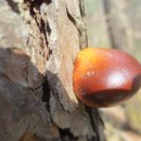 소나무동산 이미지