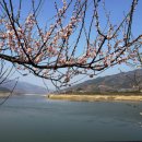 섬진강매화로 이미지