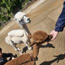 알파카월드 이미지