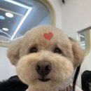 화사하개 이미지