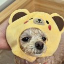 다대스파 이미지