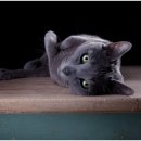 대신동물병원 이미지