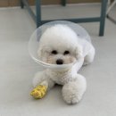 윌리하니 그루밍 이미지