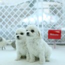 곱슬강아지 이미지